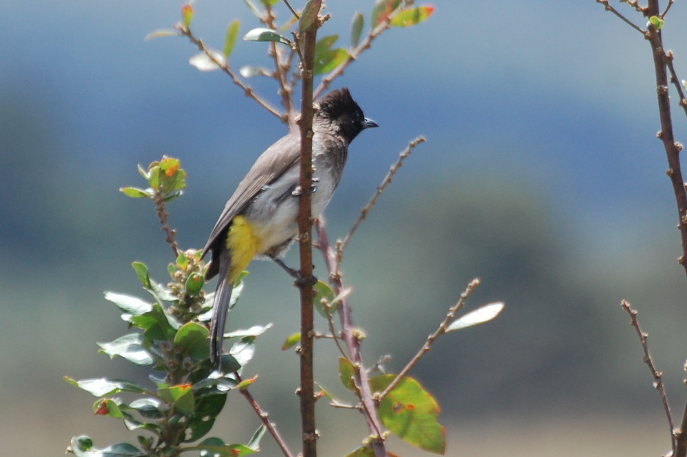 Tanzania - Bulbul (Pycnonotus barbatus)